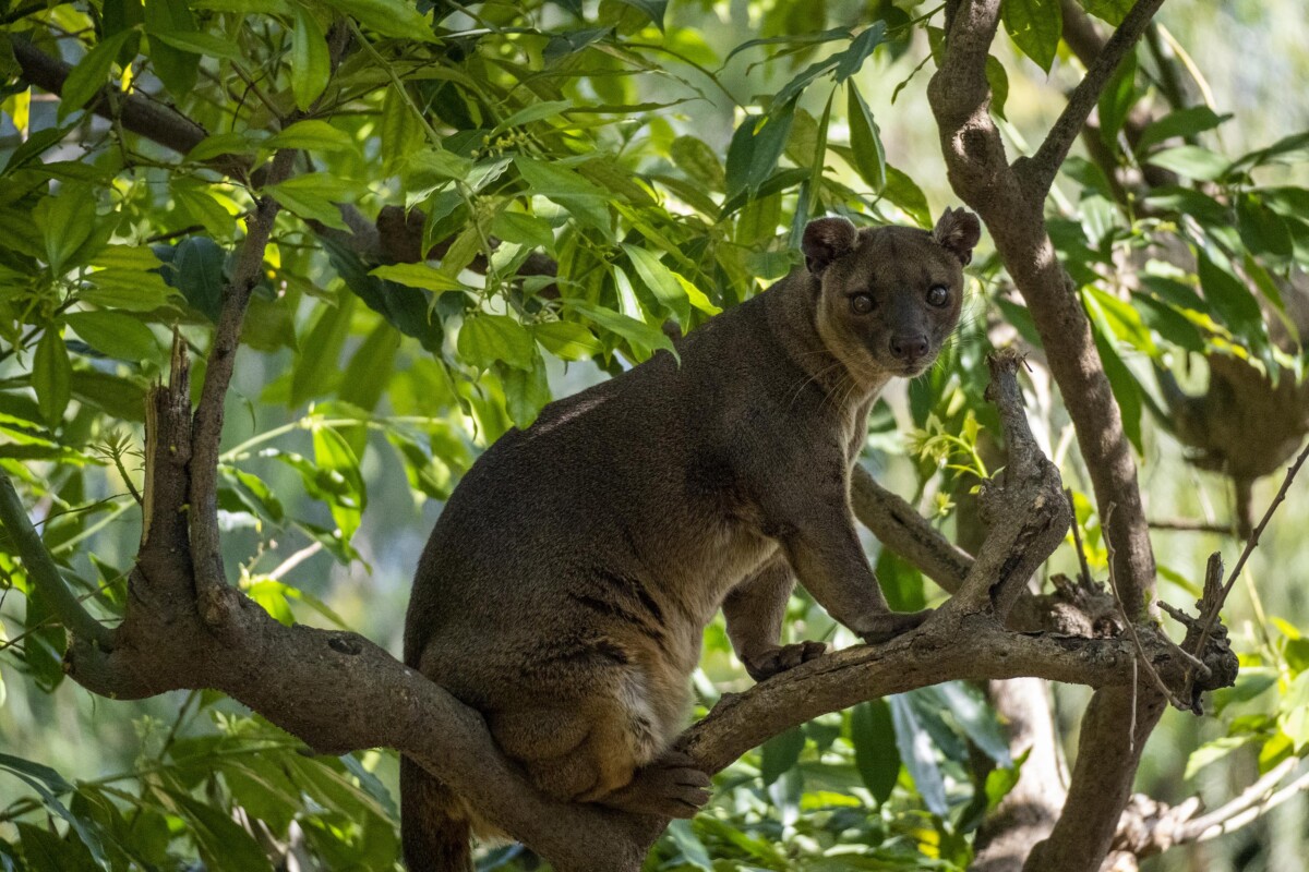Fosa, depredador de la isla de Madagascar, en Bioparc